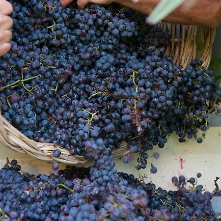Gospodarstwo agroturystyczne Agriturismo Casa Gialla *