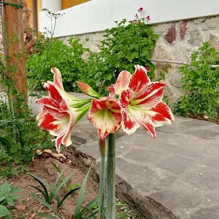 Casa Gialla *