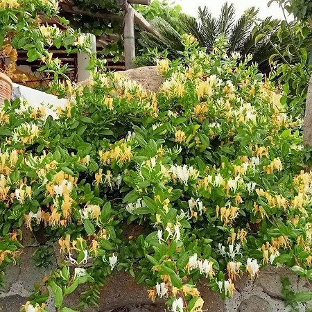 Farm stay Casa Gialla